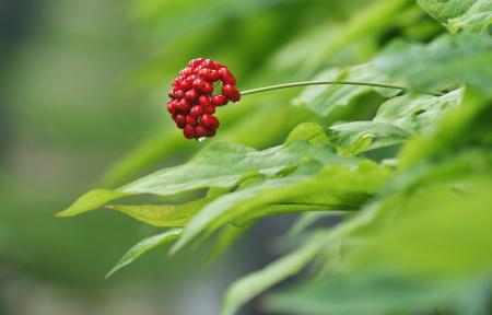 Ženšen pravý (Panax ginseng)