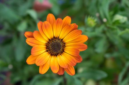 Měsíček lékařský (Calendula officinalis)