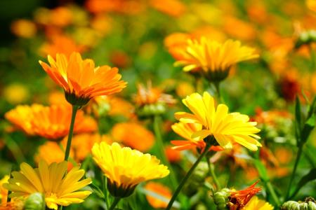 Měsíček lékařský (Calendula officinalis)