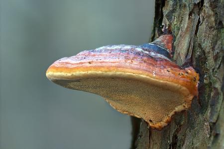 Reishi – Lesklokorka lesklá (Ganoderma lucidum)