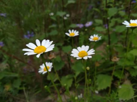 Kopretina řimbaba (Tanacetum parthenium)