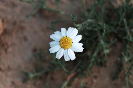 Kopretina řimbaba (Tanacetum parthenium)