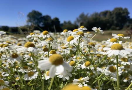 Kopretina řimbaba (Tanacetum parthenium)