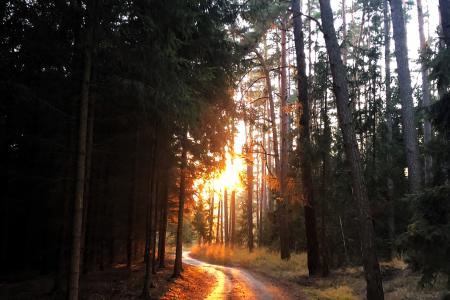 Vitamín D – nezbytný doplněk nejen pro zdravé a pevné kosti